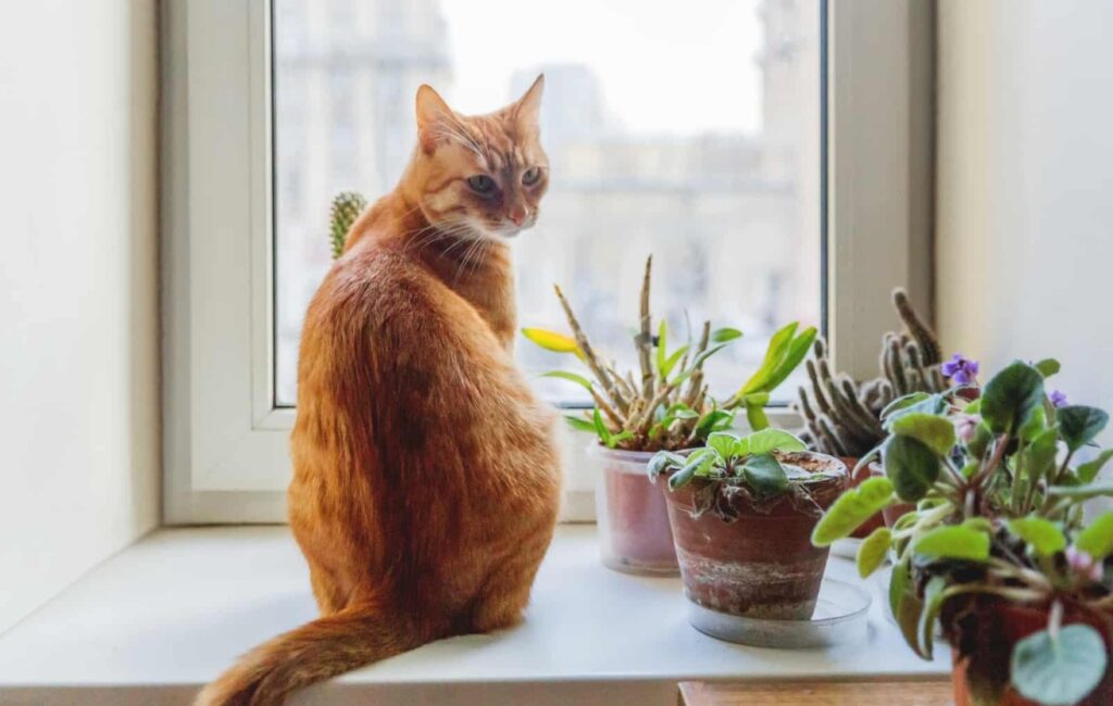 pet safe plants