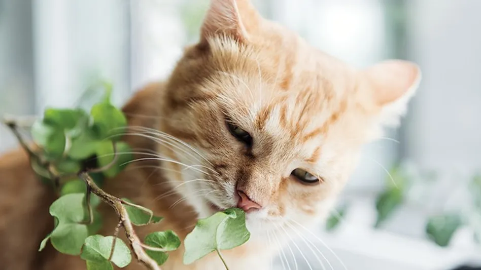 Indoor Oasis: Choosing the Best Pet-Safe Plants for Your Space